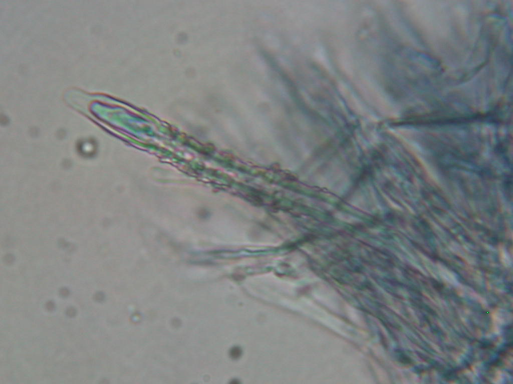 Da determinare...  (Dacryobolus karstenii)